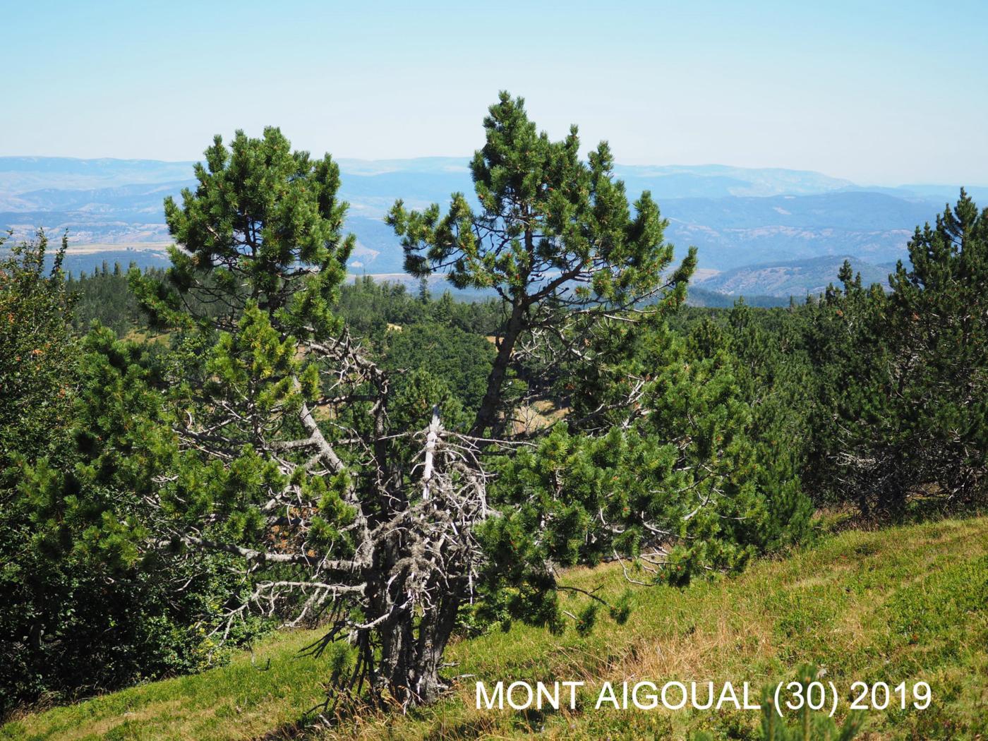 Pine, Mountain plant